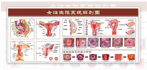 女人的生殖器|小知识:女性生殖系统